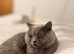 Male british shorthair
