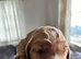 Gorgeous Cockerpoo puppies