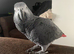 15 year old African grey