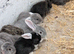 Rabbits for sale