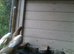 for sale 4 yellow afgian pigeons