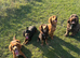 Working Cocker Spaniel at Stud (Proven)