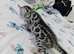 5 male stunning pure breed bengal kits