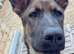 5 month old german shepherd