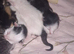 New born kittens