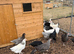 Point of lay hybrid chickens
