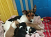 Jack-chi puppies