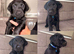 Chocolate/Yellow/Black KC Registered Labrador Retrievers