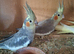 Baby cockatiels
