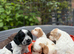 Working Coker spaniel puppies