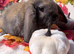 Mini lop and mini plush lop