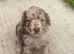 Cockapoo Puppies last one