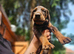 Top Quality KC'D Stunning Chunky Dobermann pups