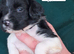 Litter of 8 Springer Puppies