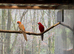 3 Pennant pairs orange/ yellow mutations