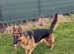 9 month old Male pup trained looking for loving home