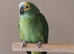 Blue front Amazon tame amazing girl