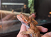 Male baby bearded dragon
