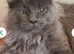 Pedigree tica mainecoon tortie kitten