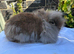 Lionhead Rabbits