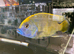 XL Venustus Hap (Nimbochromis venustus)
