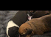 Mum is a spaniel cross staffy and Dad is a chocolate lab