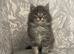 Long Haired Kitten Mainecoon/Ragdoll