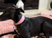 Kc reg female whippet
