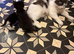3 beautiful mixed breed kittens looking for a home