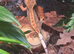 Crested Gecko with optional enclosure
