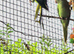 Indian ringneck
