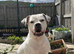 (READY TO VIEW) American Bulldog puppies