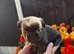 Fluffy French bulldog