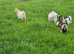 Pygmy goats looking for new homes
