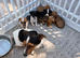 Jack Russell puppies