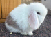 Miniature lop babies true to type