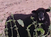 3x coloured ryeland ewes lambs