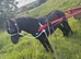 3 year old pacing pony