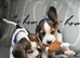 Beautiful beagle puppies