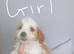 F1b cavapoo