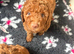 gorgeous curly cockapoo puppies