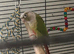 Pineapple Green Cheek Conure FOR SALE
