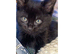 10 Week Old Female Kittens