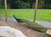 Indian blue black shouldered peacock pair