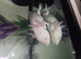 Selling my axolotl