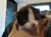 Farm Kittens