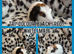 Beautiful crested baby guinea pigs