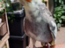 Tame Baby Cockatiel