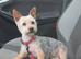 Yorkshire terrier girl