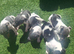 Blue tri jack russell puppies